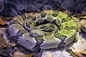 Timber Rattler Snake On Cement Path Wallpaper