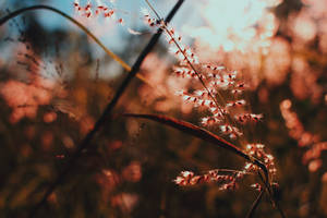 Tiny Branches Of Plants Wallpaper