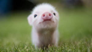 Tiny Cute Pig Wallpaper