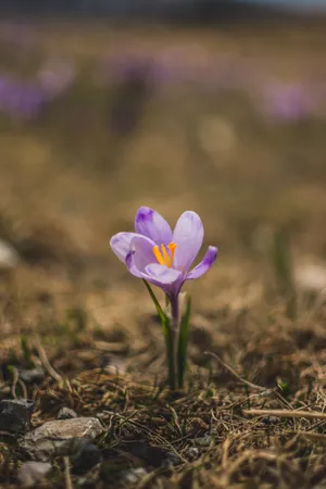 Tiny Purple Flower Wallpaper