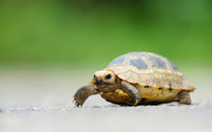 Tiny Tortoise Reptile Animal Wallpaper