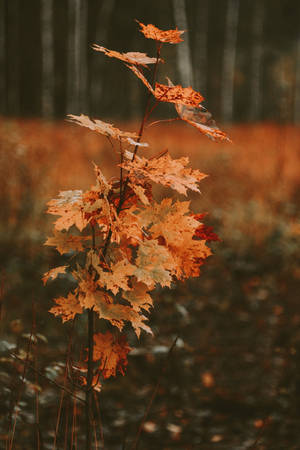 Tiny Tree Maples Leaves Wallpaper