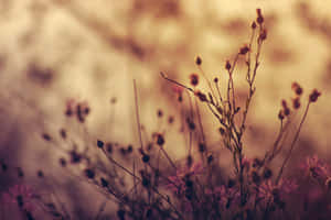 Tiny Wildflowers Growing Wallpaper