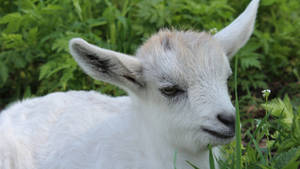 Tired White Baby Goat Wallpaper