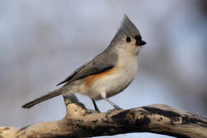 Titmouse_ Perched_on_ Branch.jpg Wallpaper