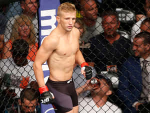 Tj Dillashaw During Ufc Fight Night Wallpaper