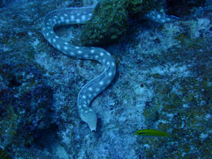 Top View Angle Sharptail Eel Fish Wallpaper