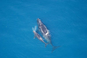 Top View Of Swimming Whales Wallpaper