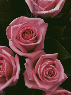 Top View Pink Flowers Aesthetic Wallpaper