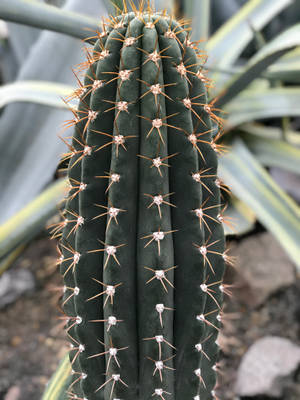 Torch Cactus With Sharp Spike Wallpaper