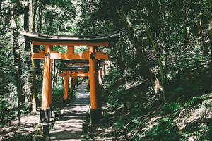 Torii Gate In Forest Wallpaper