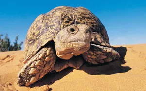 Tortoise On Yellow Brown Sand And Blue Sky Wallpaper