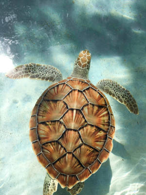 Tortoise Swimming In Azure Waters Wallpaper
