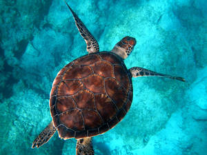 Tortoise Underwater Aesthetic Wallpaper