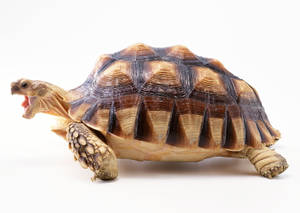Tortoise With Amazing Shell Patterns Wallpaper
