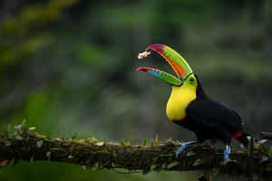 Toucan Catching Foodin Flight Wallpaper