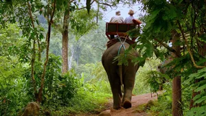 Tourist Guide Elephant Wallpaper