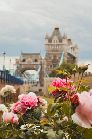 Tower Bridge Behind Flowers Wallpaper