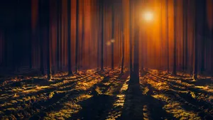 Towering Trees With Sun Rays Wallpaper