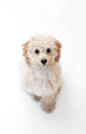 Toy Poodle Puppy Wallpaper