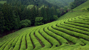 Tranquil Beauty Of Boseong Green Tea Garden Wallpaper