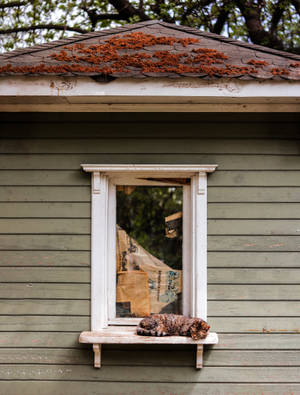 Tranquil Rustic Fall Home With A Cat Wallpaper