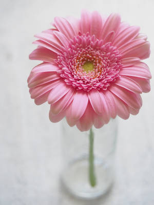 Tranquility In Blooms - A Burst Of Pink Gerbera Aesthetics Wallpaper