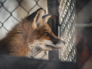Trans-caucasian Fox In Cage Wallpaper