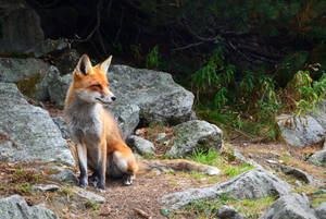 Trans-caucasian Fox With Rocks Wallpaper