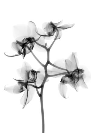 Translucent Orchids Wallpaper