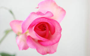 Translucent Pink Rose Flower Wallpaper