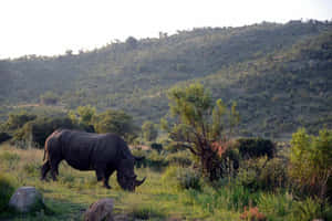 Traveling To Explore The Beauty Of Africa Wallpaper