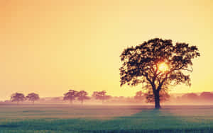 Tree And Sun Rise Wallpaper