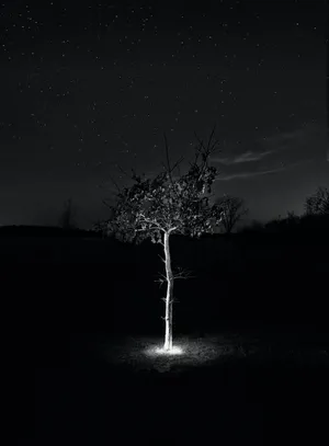 Tree Black Stars Wallpaper