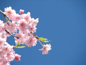 Tree Blossoming Flower Desktop Wallpaper