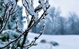 Tree Branch Winter Wonderland Desktop Wallpaper