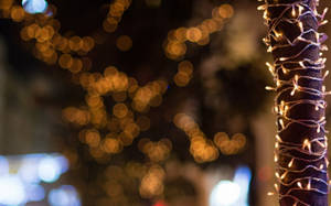 Tree In Christmas Lights Bokeh Wallpaper
