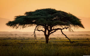 Tree In Safari Africa Wallpaper