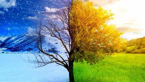 Tree In Two Seasons Wallpaper