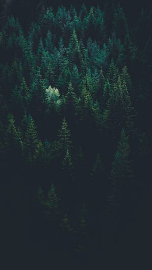 Tree Line In A Forest Green Iphone Wallpaper