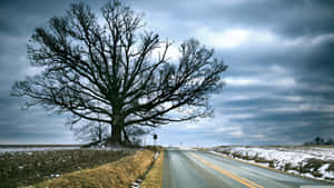 Tree Of Life Near Road Wallpaper