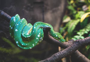 Tree Python Snake In Wild