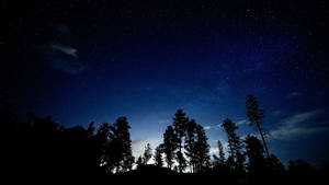 Tree Silhouettes Starry Sky Wallpaper