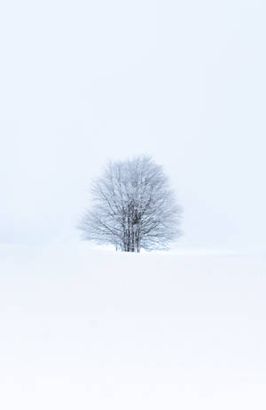 Tree, Snow, Winter, Minimalism, White Wallpaper