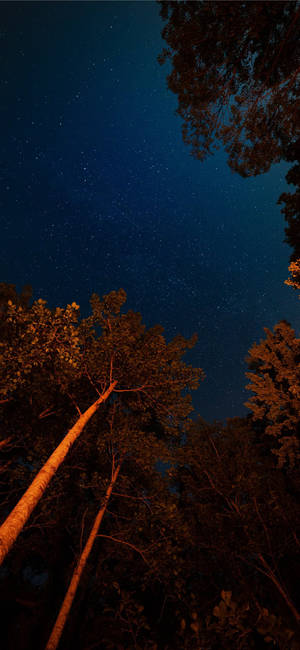 Trees And Night Sky Ios 11 Wallpaper