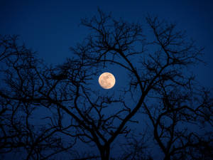 Trees Branching Over Beautiful Full Moon Wallpaper