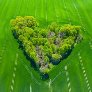 Trees Green Heart Wallpaper
