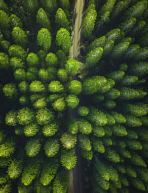 Trees Green Phone Wallpaper