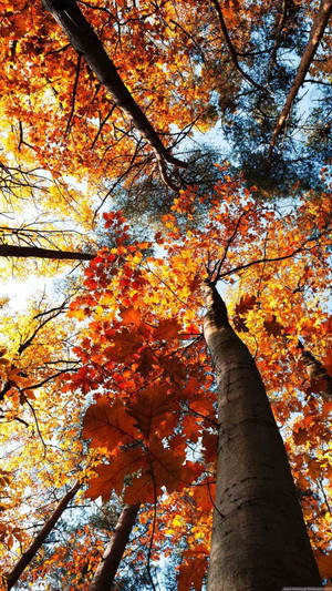 Trees In Autumn Phone Wallpaper