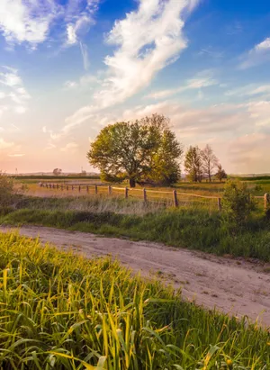 Trees On Meadow During Sunset Wallpaper